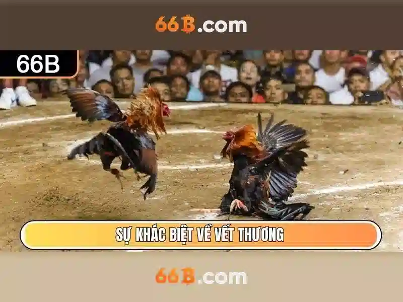  đánh giá 66B - 66B